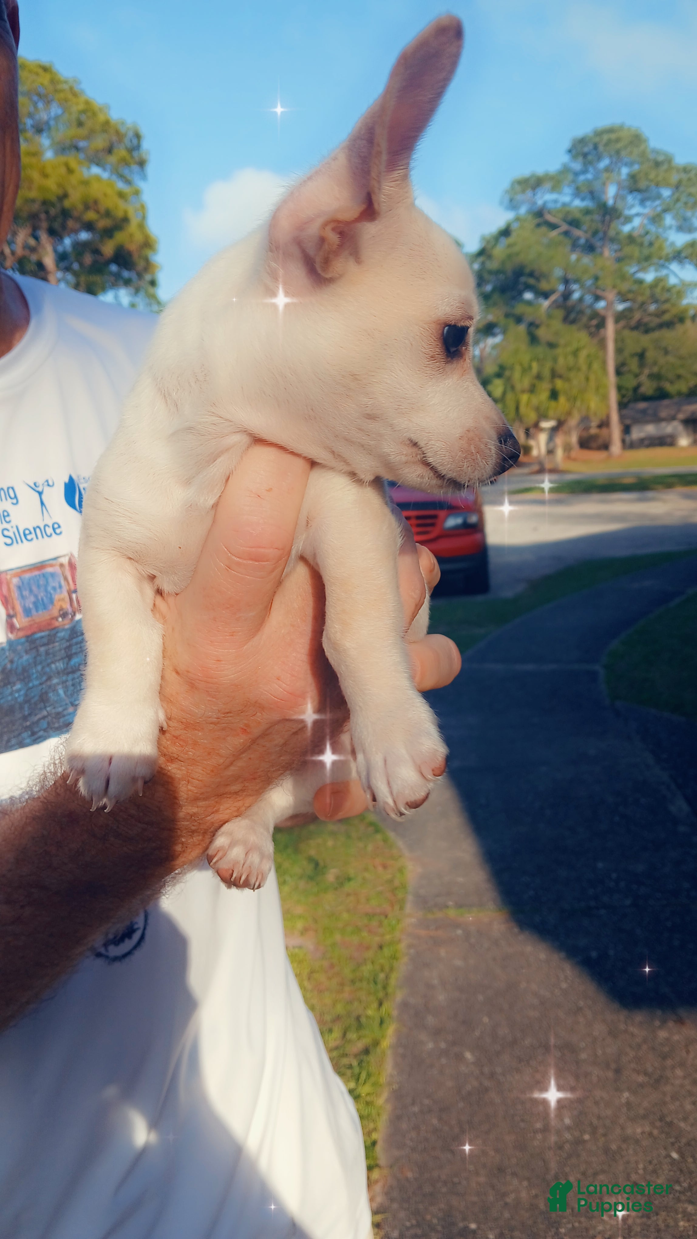 Chiweenie dogs Chiweenie Puppy 3 - Ad 2