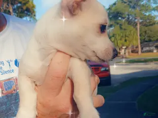 Chiweenie dogs Chiweenie Puppy 3 - Ad 2