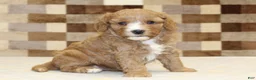 Double Doodle dogs for sale: JJ - Ad 1