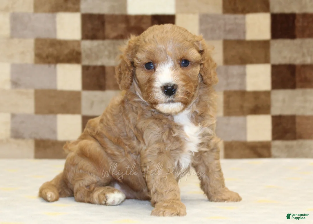Double Doodle dogs for sale: JJ - Ad 1