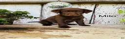 Labrador Retriever dogs for sale: Milo - Ad 1