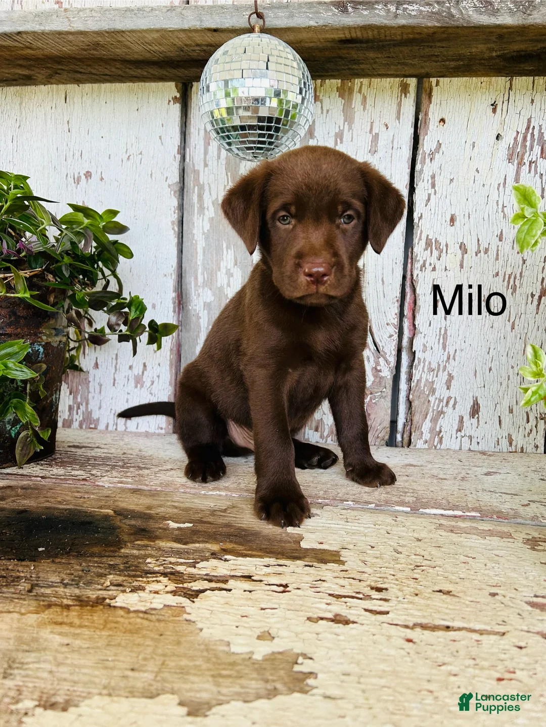 Labrador Retriever dogs for sale: Milo - Ad 1