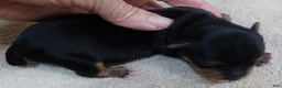 Yorkshire Terrier dogs for sale: Peyton - Ad 7