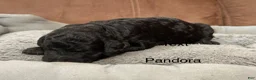 Standard Poodle dogs for sale: Pandora  - Ad 2