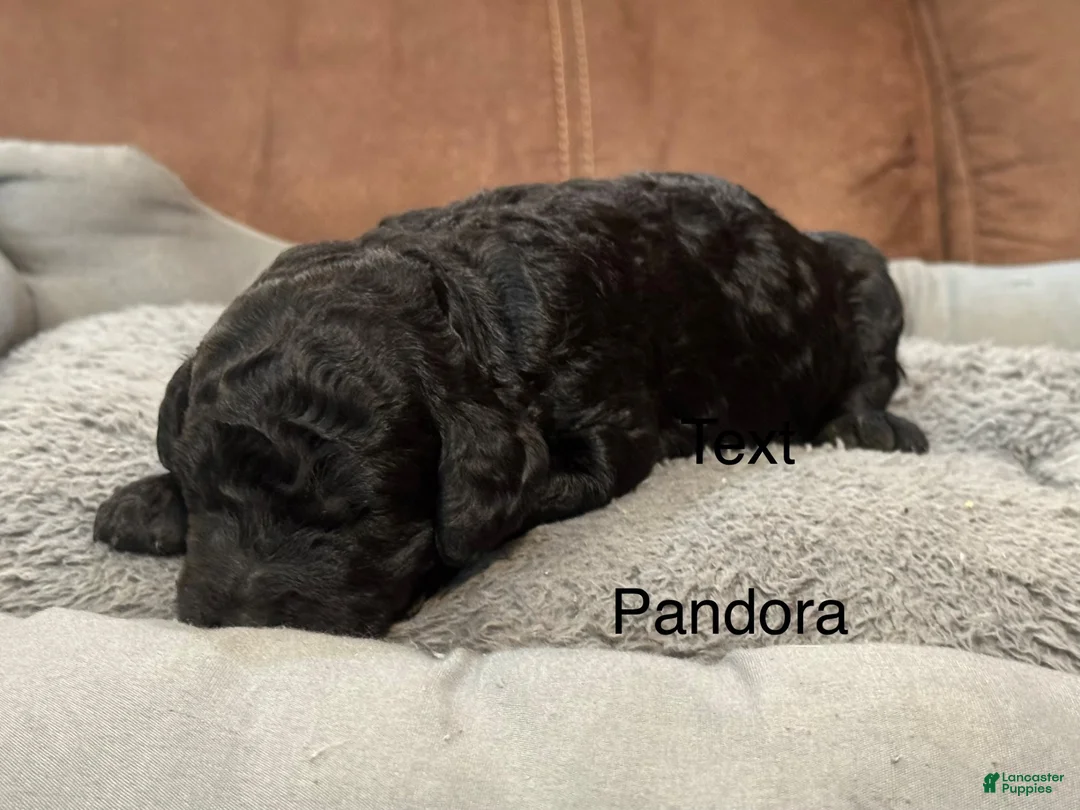 Standard Poodle dogs for sale: Pandora  - Ad 2