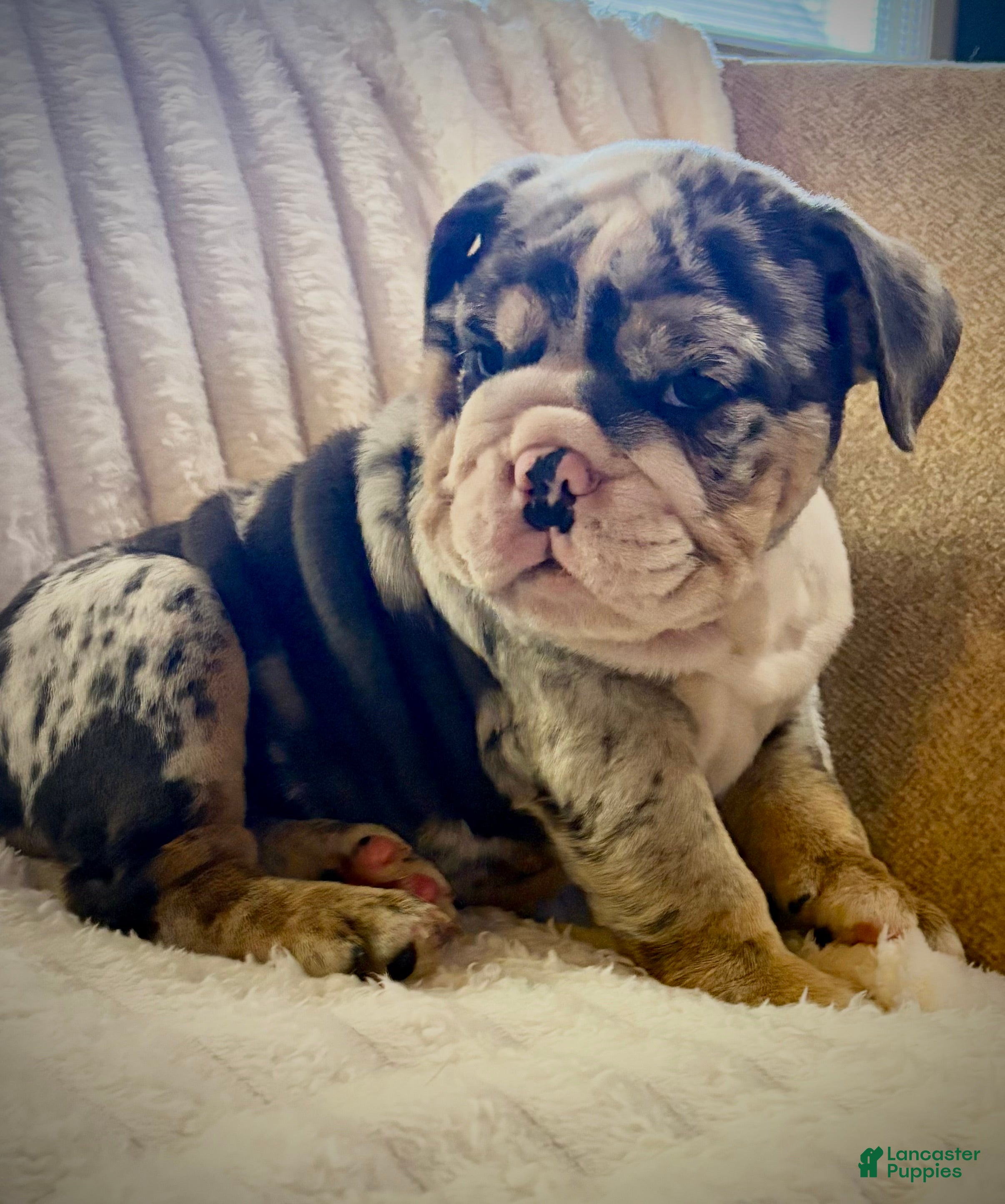 English Bulldog dogs for sale: Lucy - Ad 1