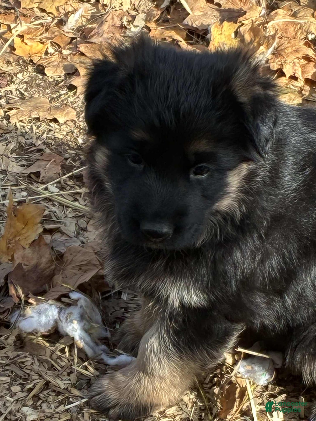 German Shepherd dogs for sale: German Shepherd Puppy 4 - Ad 1