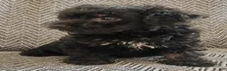 Yorkiepoo dogs for sale: Jack - Ad 10