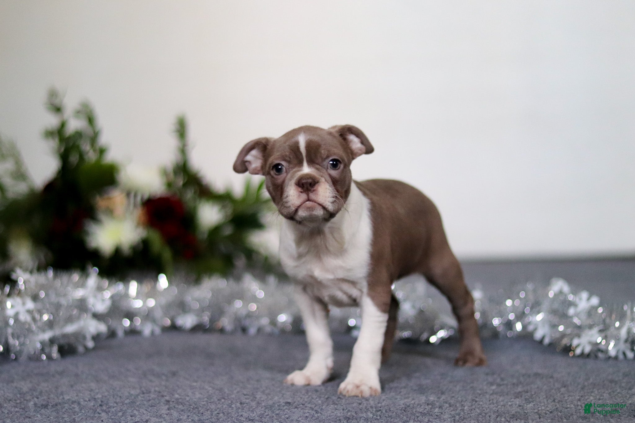 Boston Terrier dogs Harrison - Ad 12