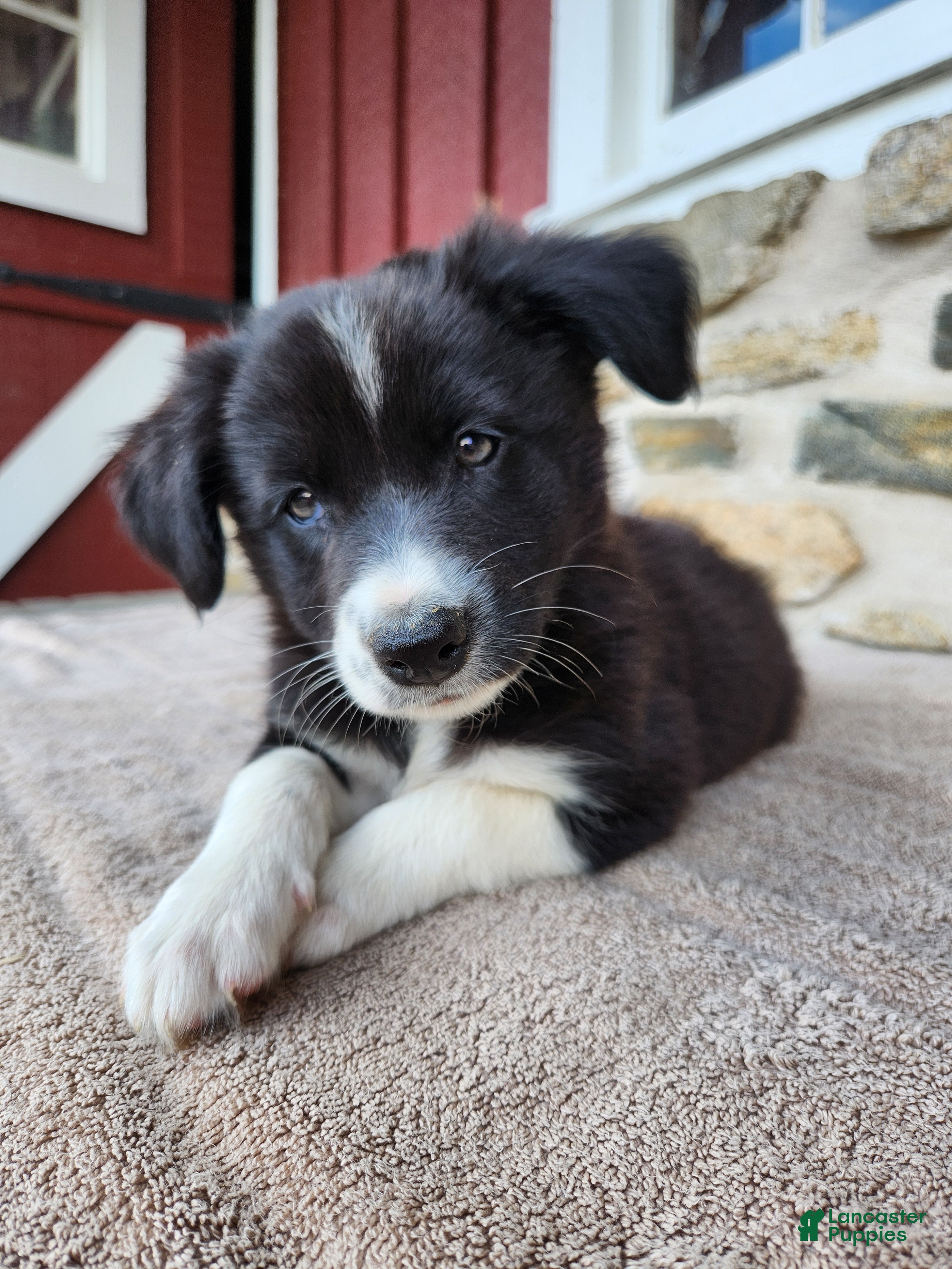 Border Collie dogs Bridget - Pure Breed Border Collie - Ad 2