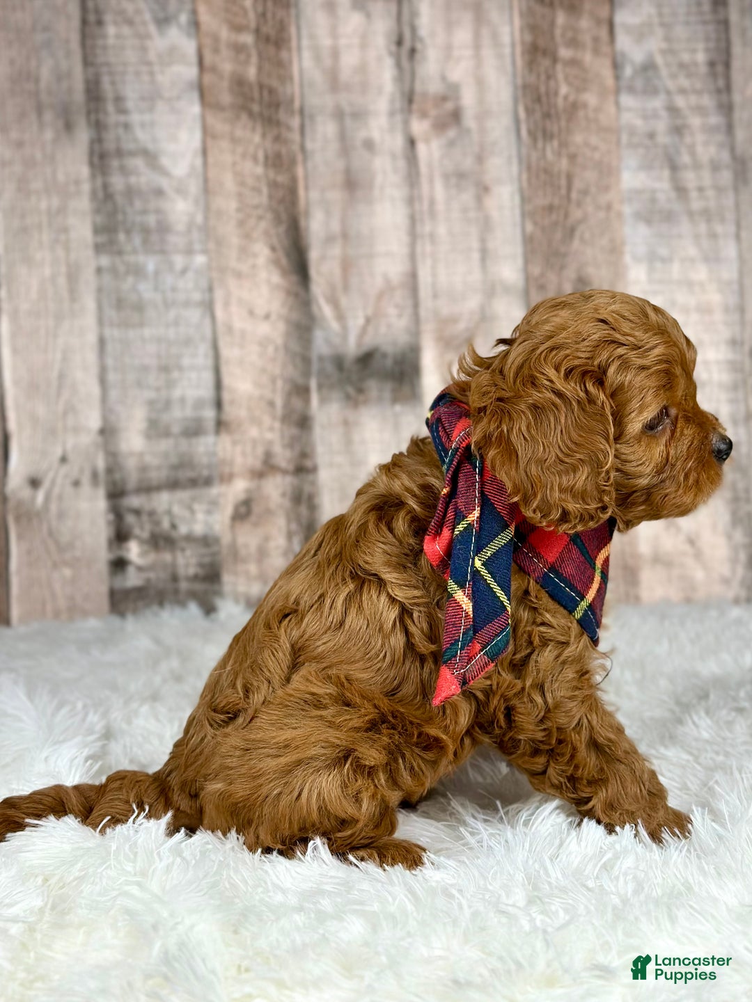 Cavapoo dogs for sale: Girl Molly - 4938 - Ad 2