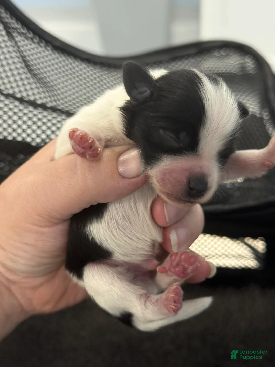 Miniature Schnauzer dogs for sale: Coon - Ad 2