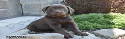 Labrador Retriever dogs for sale: Marvin - Ad 3