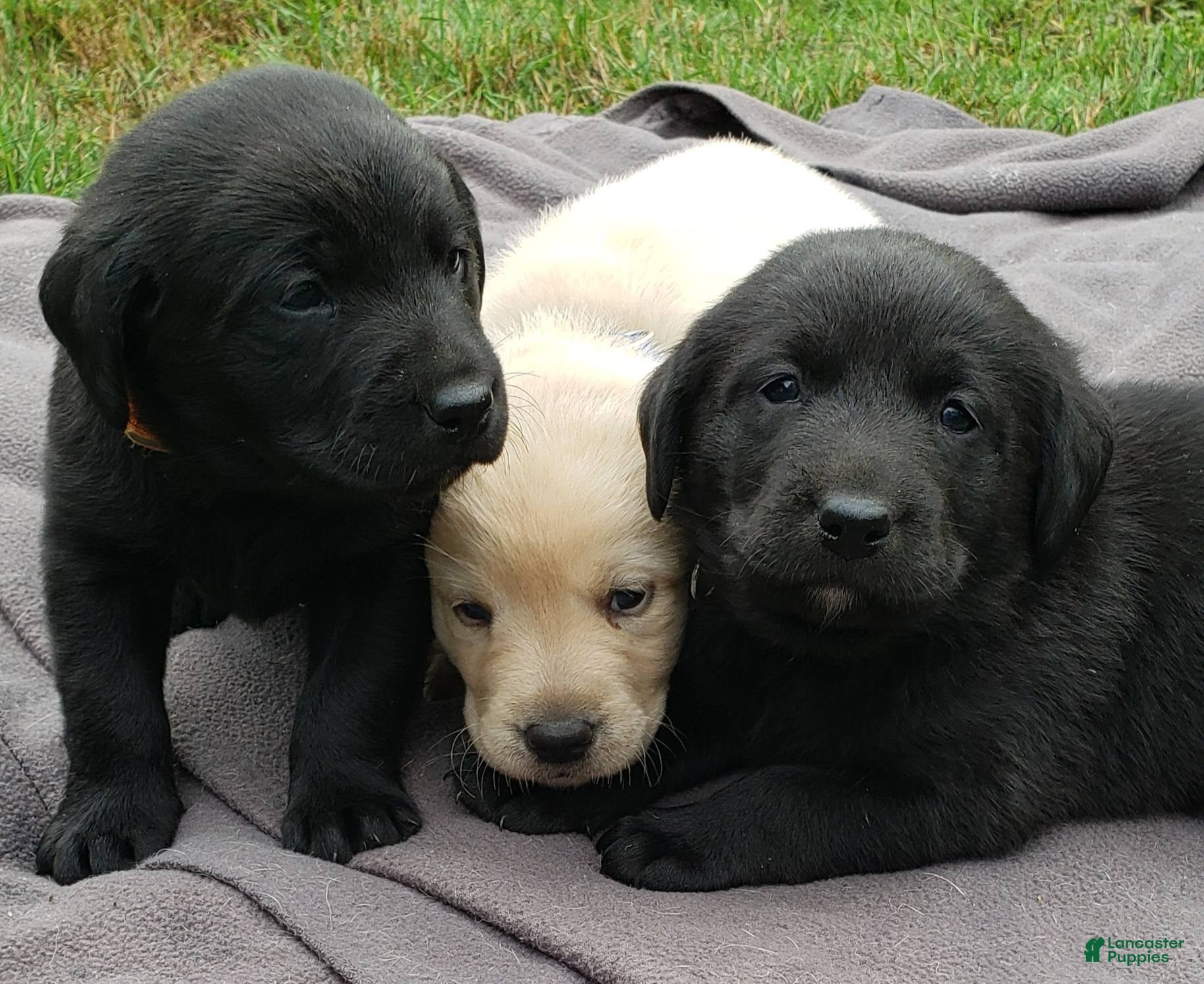 Labrador Retriever dogs Labrador Retriever Puppy 3 - Ad 5