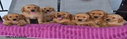 Golden Retriever dogs for sale: Caleb - Ad 5