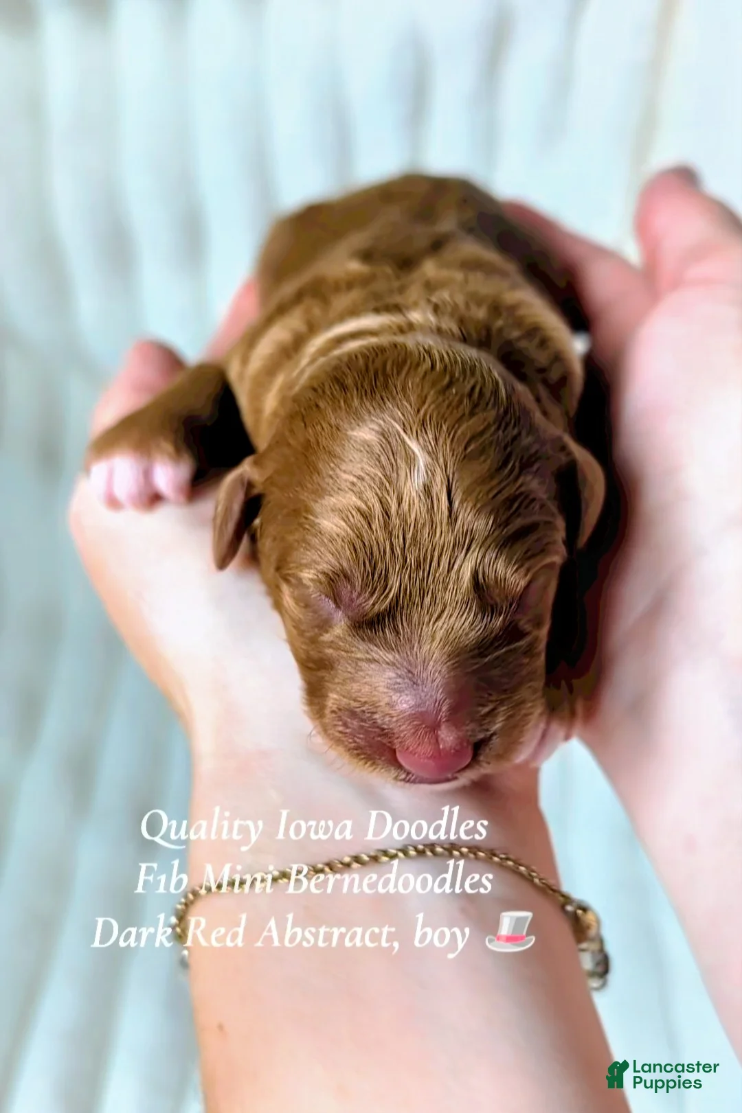 Bernedoodle dogs for sale: Bernedoodle 2 - Ad 1