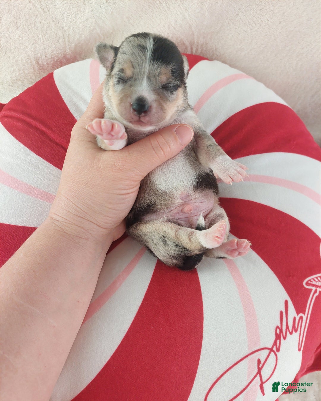 Chihuahua dogs for sale: Micah - Ad 6