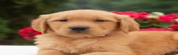 Golden Retriever dogs for sale: Kasie  - Ad 3