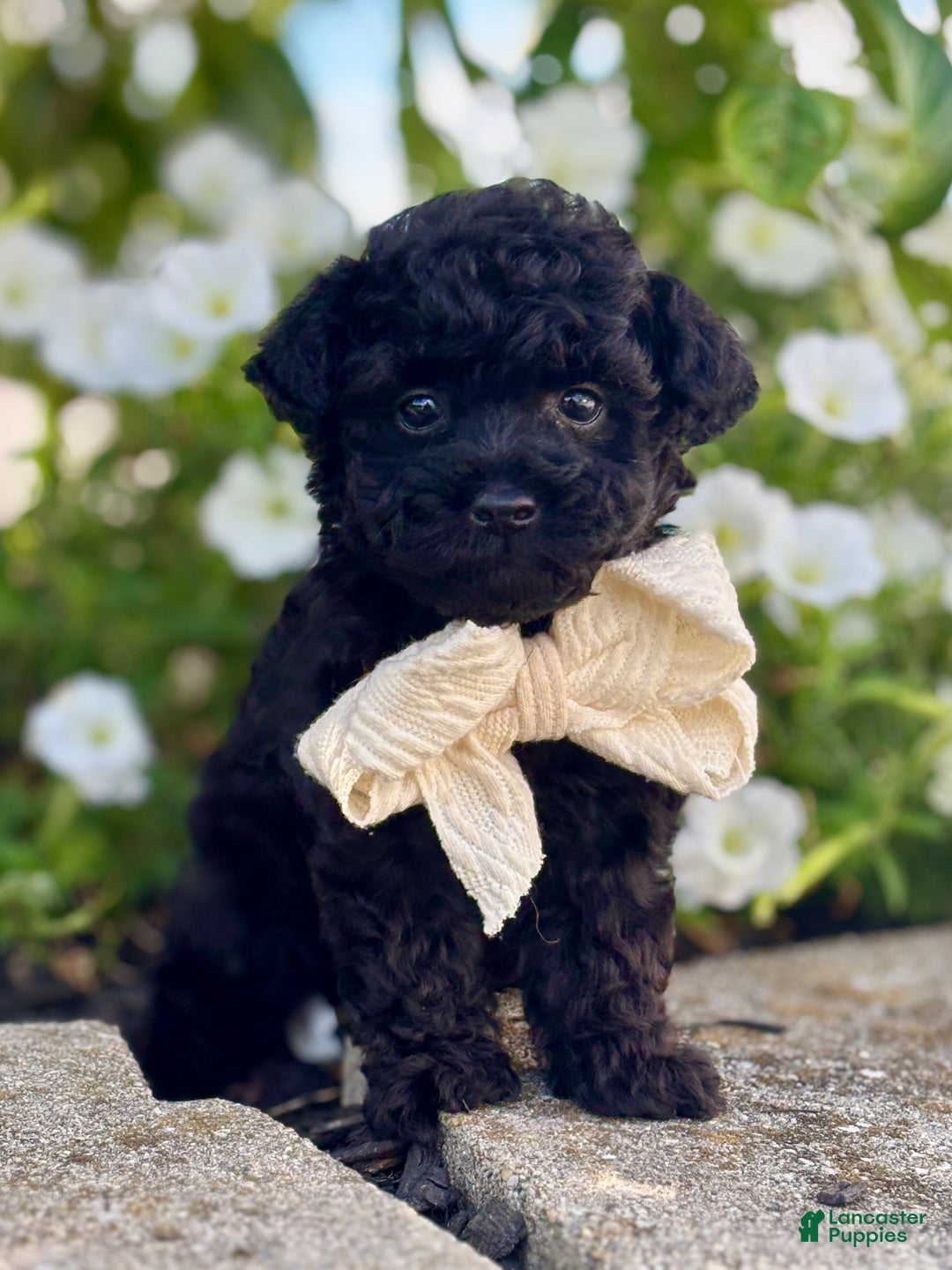 Toy Poodle dogs for sale: Peck - Ad 5