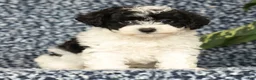 Havapoo dogs for sale: Taylor - Ad 2