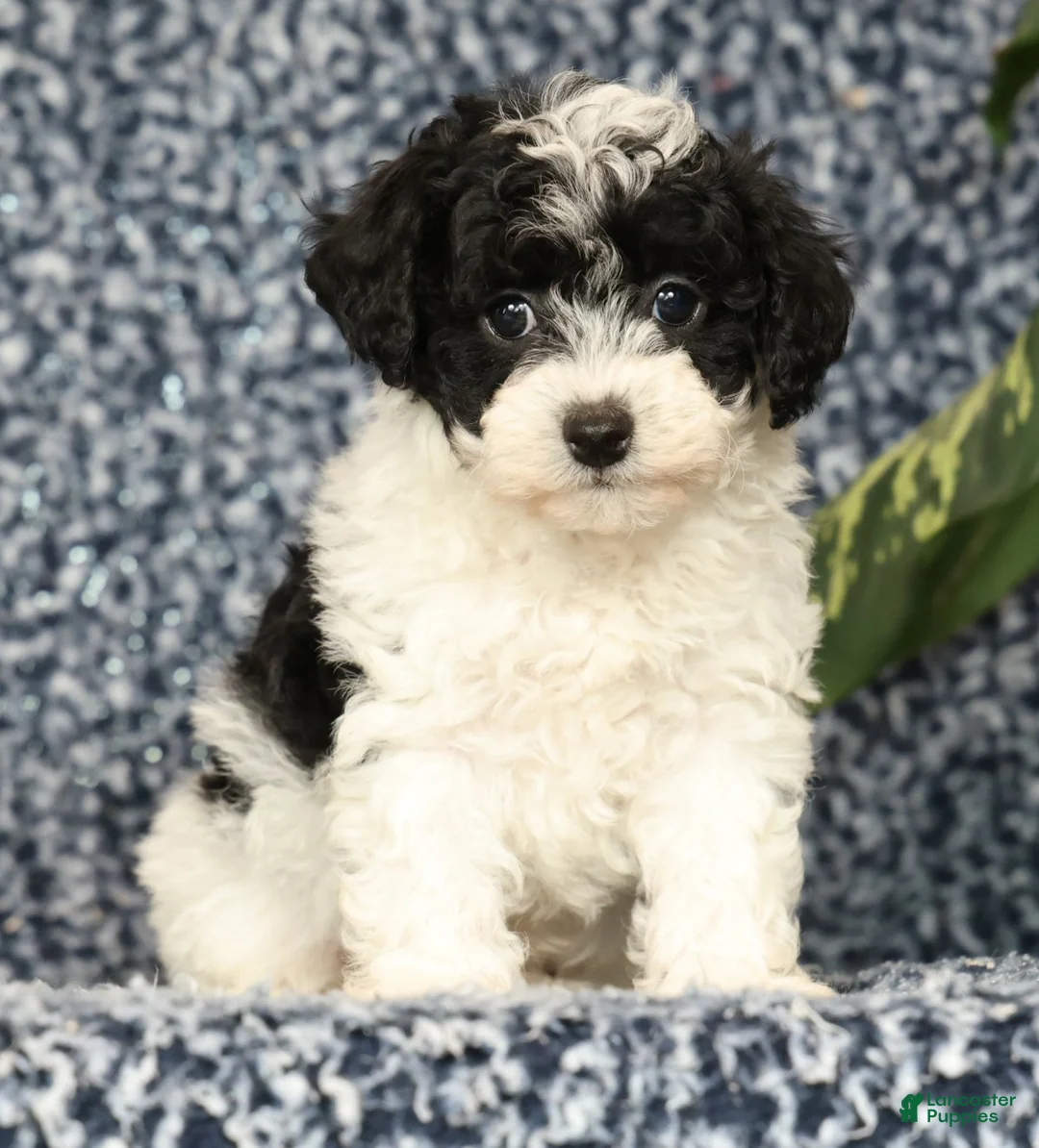 Havapoo dogs for sale: Taylor - Ad 2