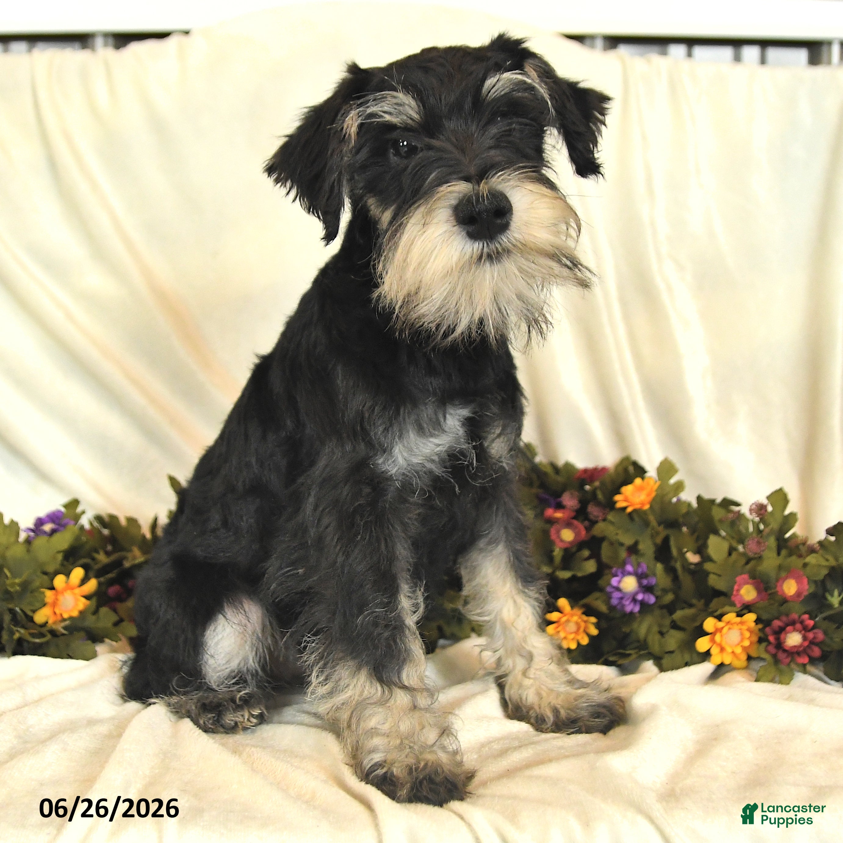 Miniature Schnauzer dogs Garrett - Ad 1