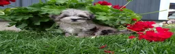 Shihpoo dogs for sale: Peyton - Ad 3