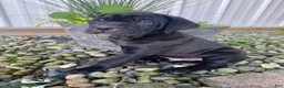 Cane Corso dogs for sale: Jeriah - Ad 10