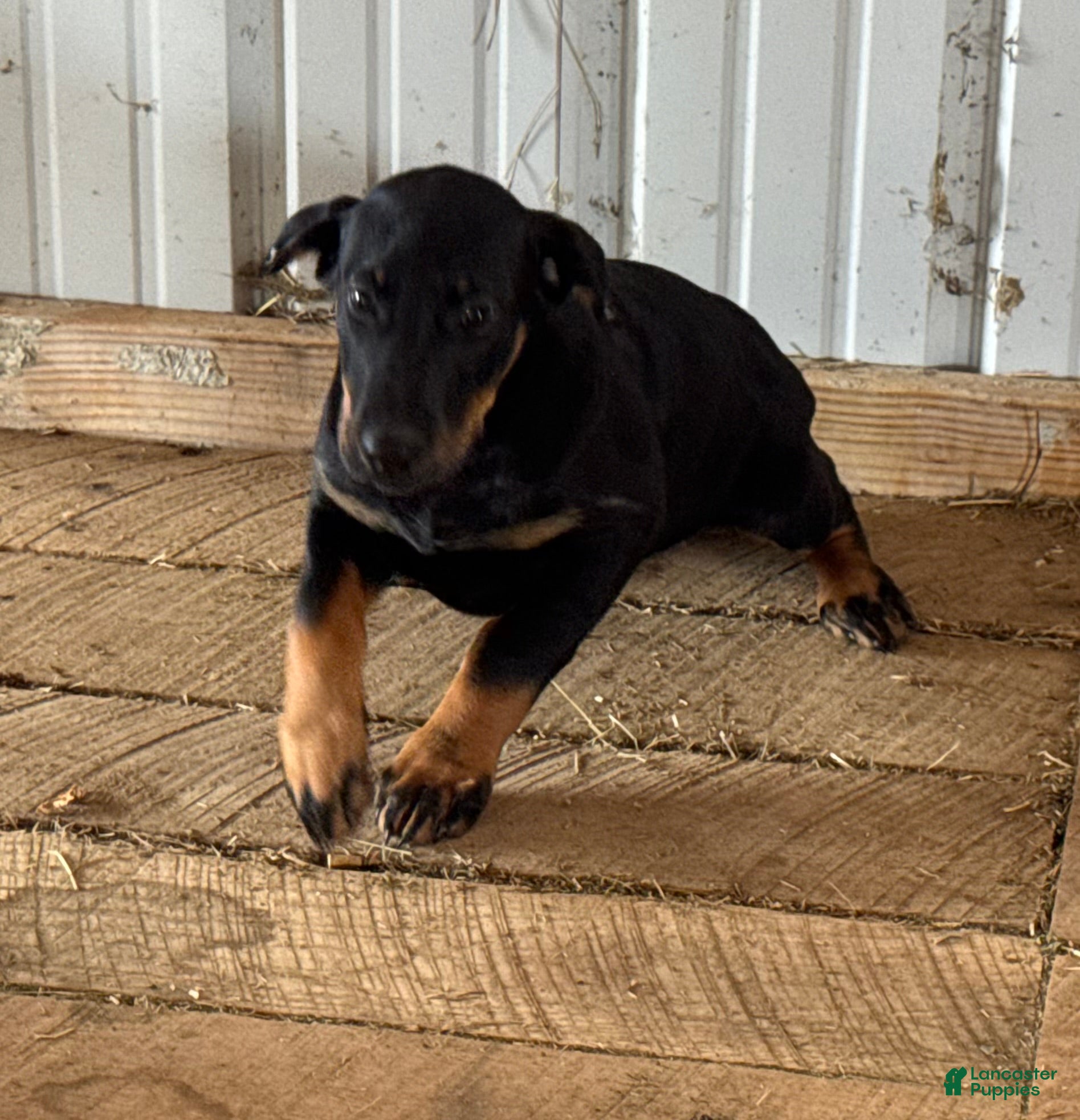 Doberman Pinscher dogs Doberman Pinscher Puppy 3 - Ad 1