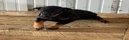 Doberman Pinscher dogs for sale: Doberman Pinscher Puppy 3 - Ad 1