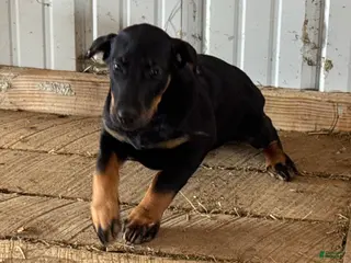 Doberman Pinscher dogs for sale: Doberman Pinscher Puppy 3 - Ad 3