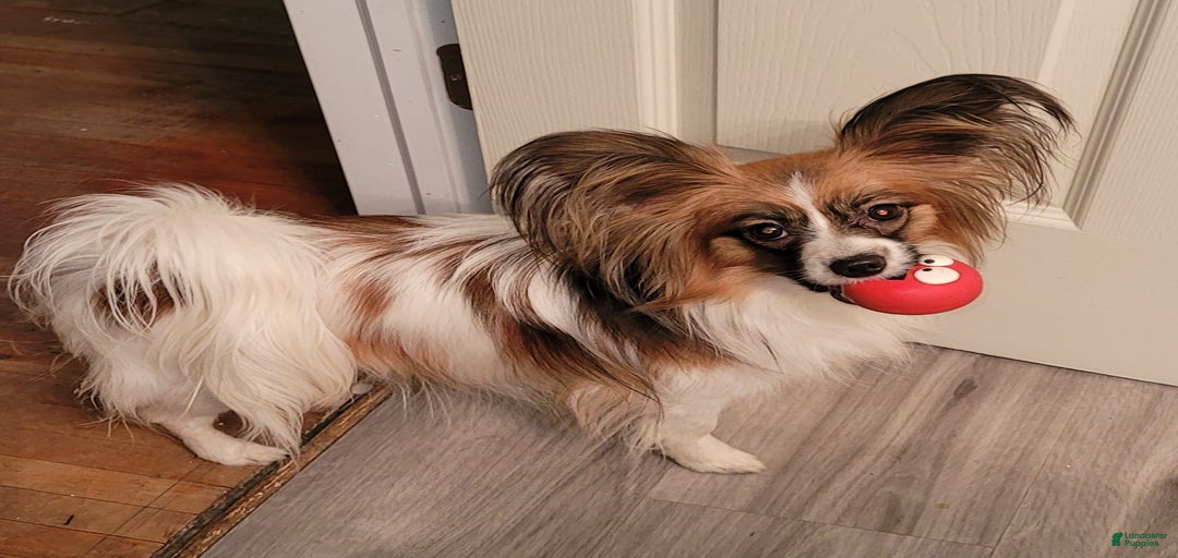 Gallery Image {{count}}