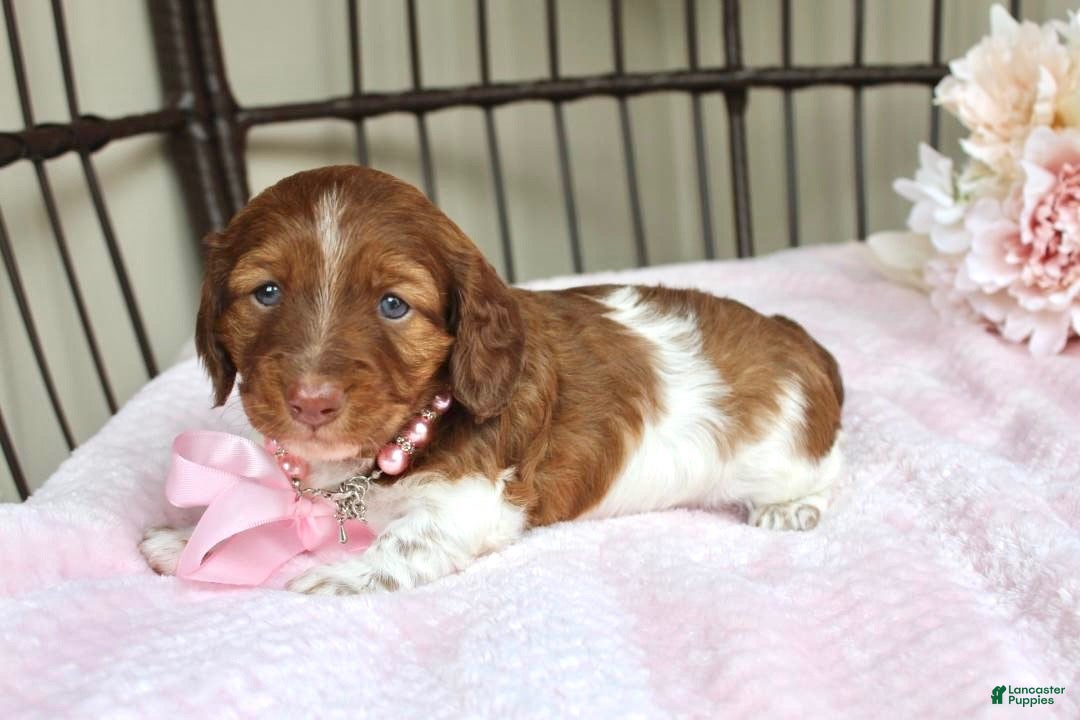 Miniature Dachshund dogs Betsy - Ad 1