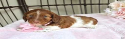 Miniature Dachshund dogs for sale: Betsy - Ad 1
