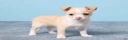 Chihuahua dogs for sale: Cally - Ad 4