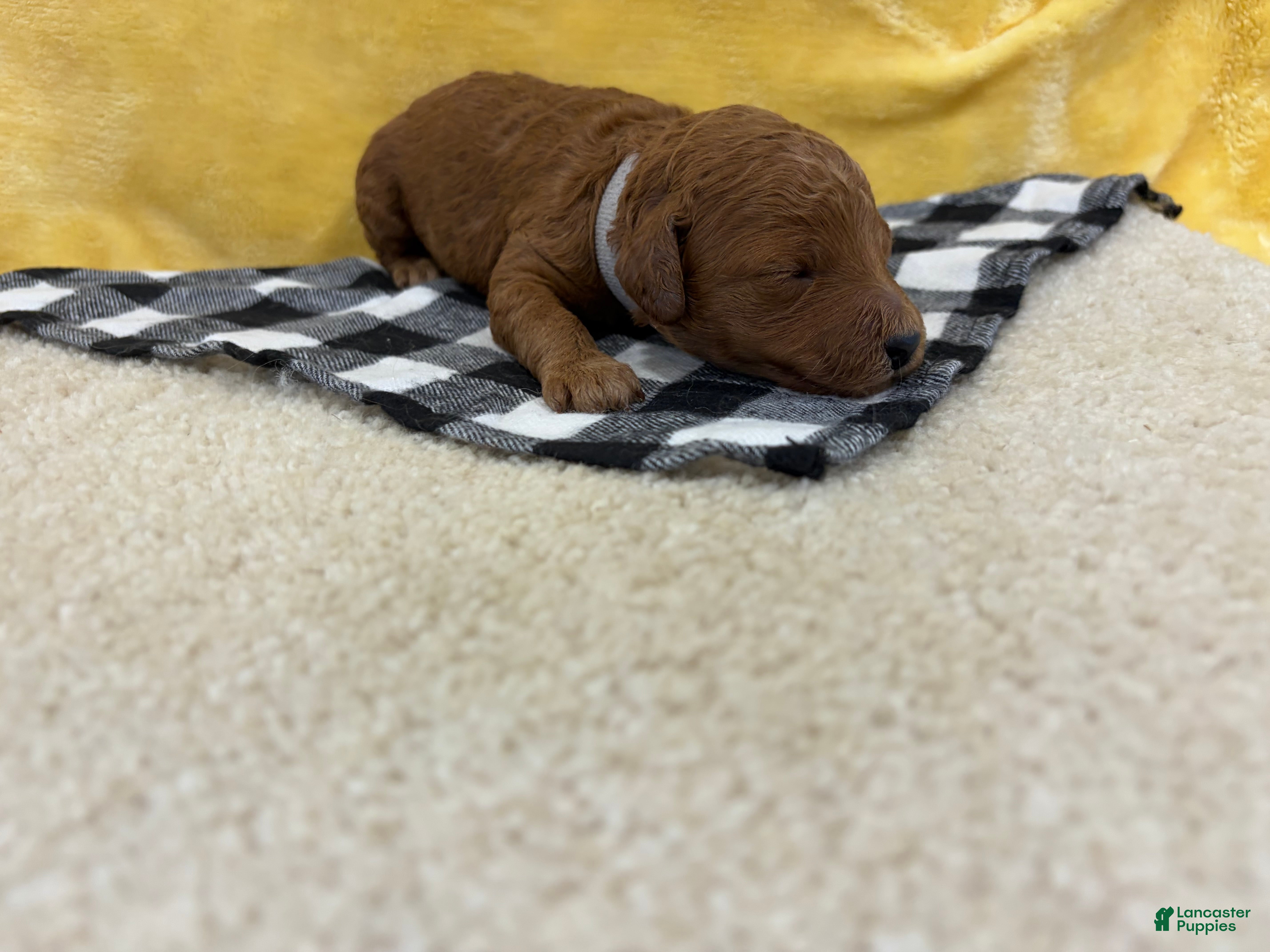 Mini Goldendoodle dogs for sale: Ivory - Ad 1