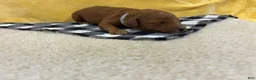 Mini Goldendoodle dogs for sale: Ivory - Ad 1
