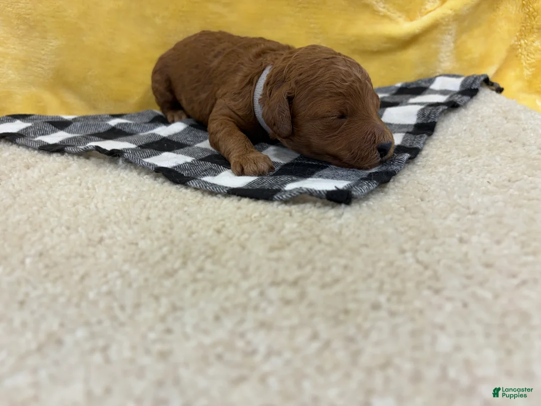 Mini Goldendoodle dogs for sale: Ivory - Ad 1