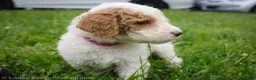 Goldendoodle dogs for sale: Miss Hot Pink - Ad 3
