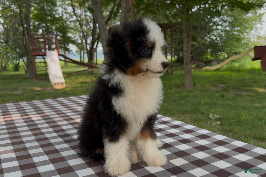 Mini Bernedoodle dogs Bubba - Ad 19