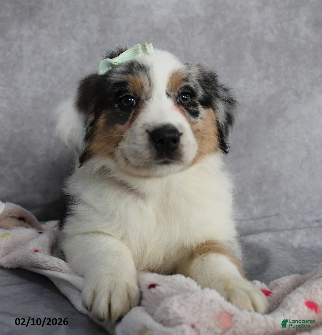 Australian Shepherd dogs for sale: Lily - Ad 5