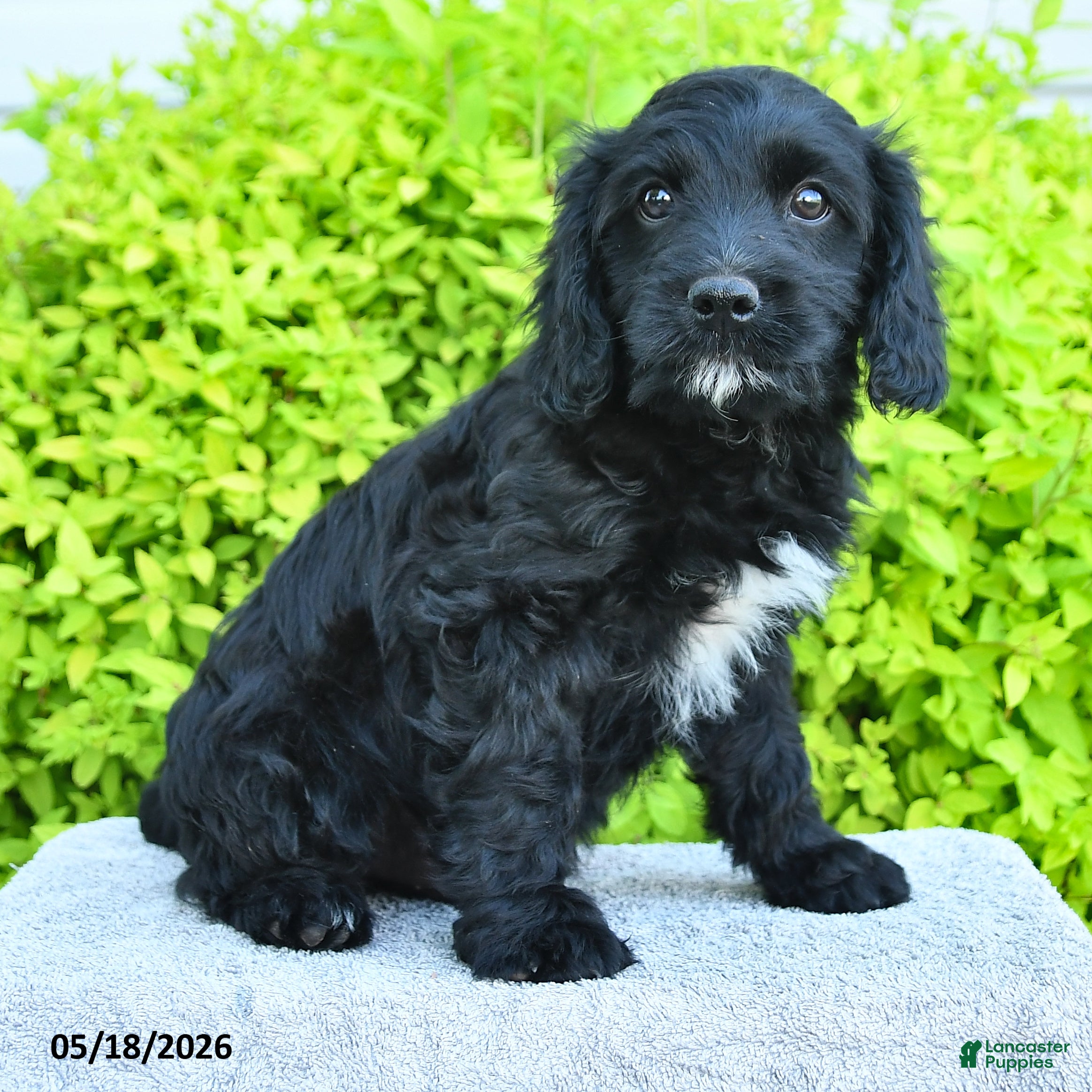 Cavapoo dogs Max - Ad 1