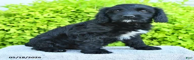 Max