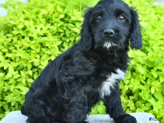 Cavapoo dogs for sale: Max - Ad 1