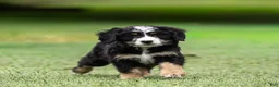Bernedoodle dogs for sale: Rhett Bernedoodle Puppy  - Ad 7