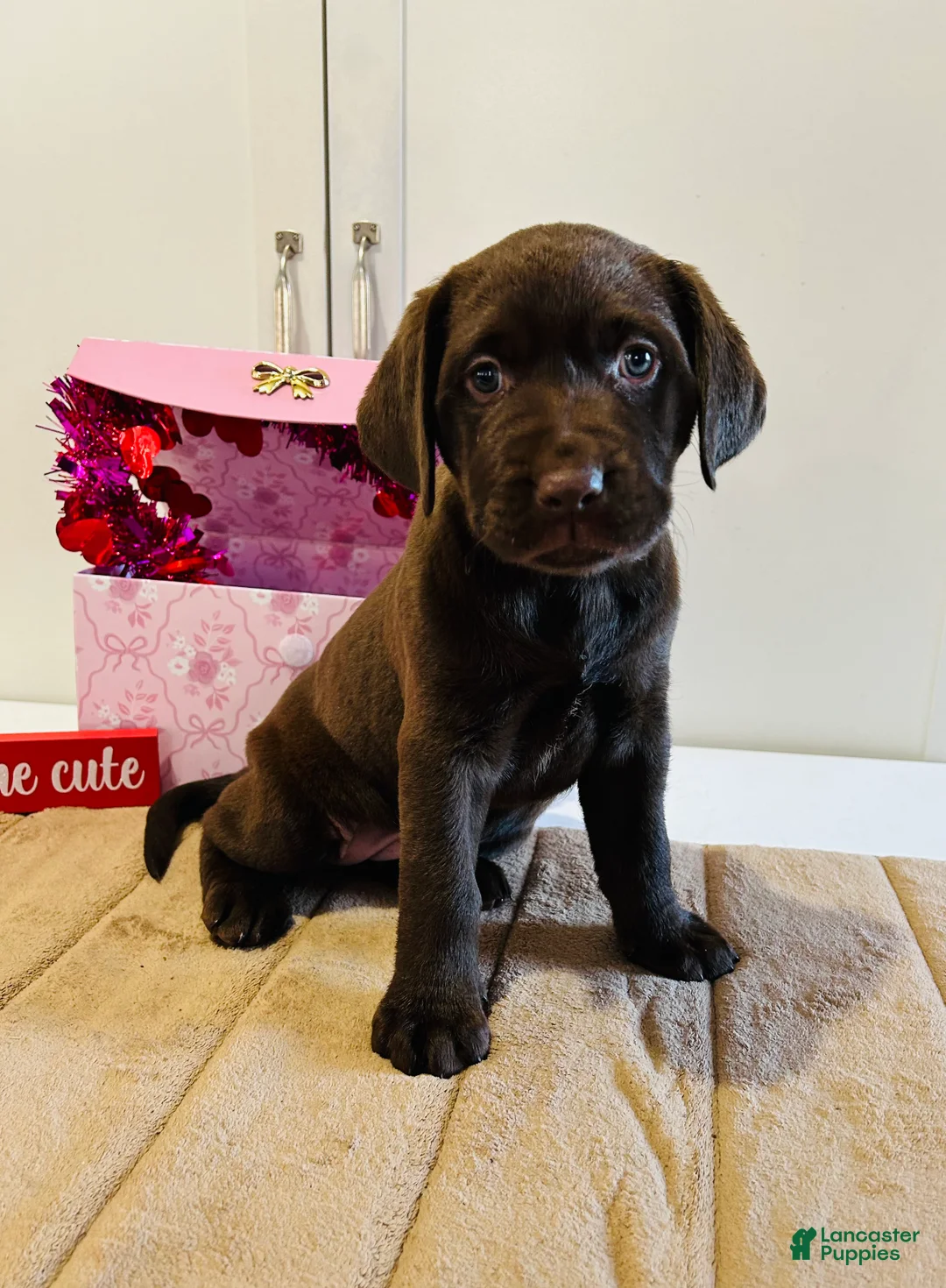 Labrador Retriever dogs for sale: Lucy - Ad 5