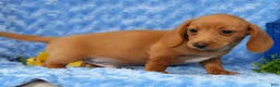 Miniature Dachshund dogs for sale: Wilson - Ad 6