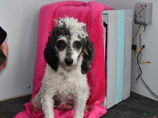 Toy Poodle dogs Girl - Ad 41