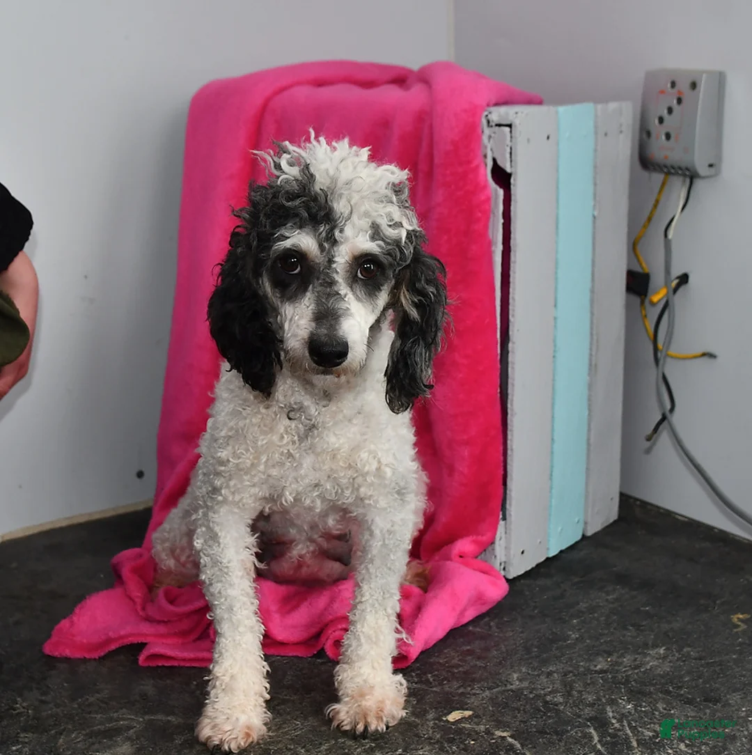 Toy Poodle dogs for sale: Girl - Ad 1