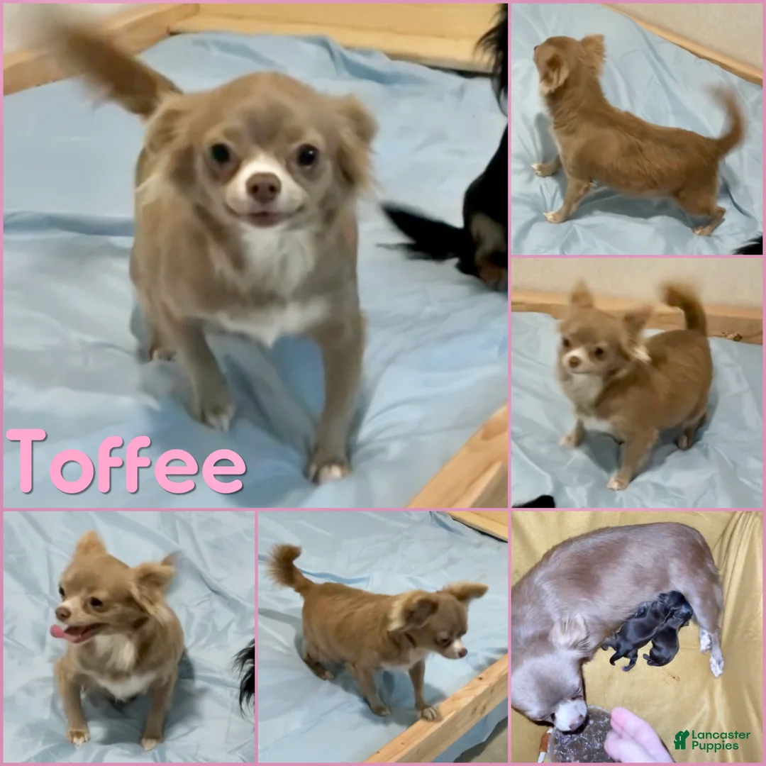 Chihuahua dogs for sale: Tiny Apollo Short Coat Tri - Ad 15